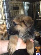 german shepherd puppy posted by ludawa
