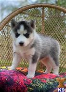 siberian husky puppy posted by lugan191
