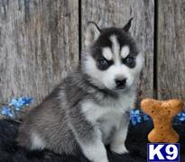 siberian husky puppy posted by luganh