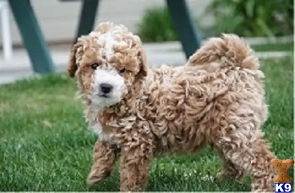 Poodle puppy for sale: a poodle dog running in the grass