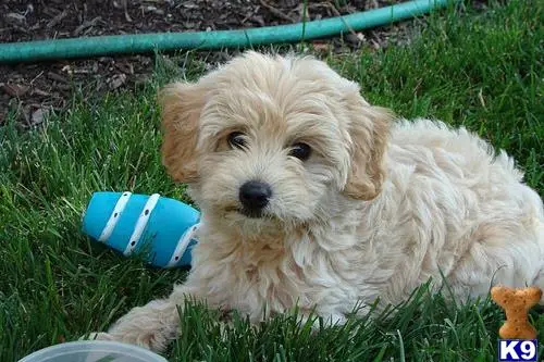 Poodle puppy for sale: a poodle dog lying in the grass