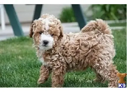 a poodle dog running in the grass