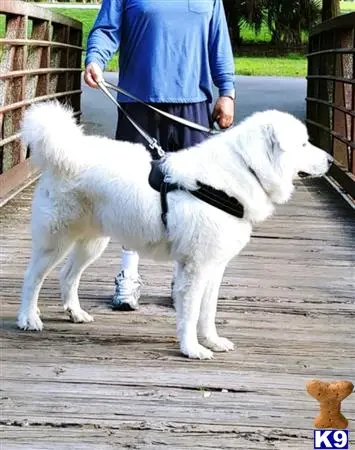Great Pyrenees stud dog: a person walking a great pyrenees dog