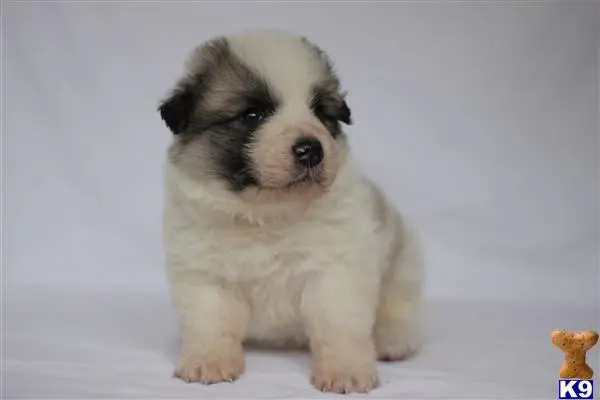 Great Pyrenees stud dog: a small great pyrenees puppy sitting