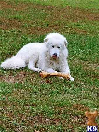 Great Pyrenees stud dog: a white great pyrenees dog lying on grass