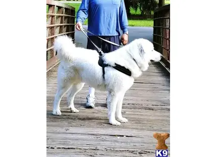 Great Pyrenees stud dog: a person walking a great pyrenees dog