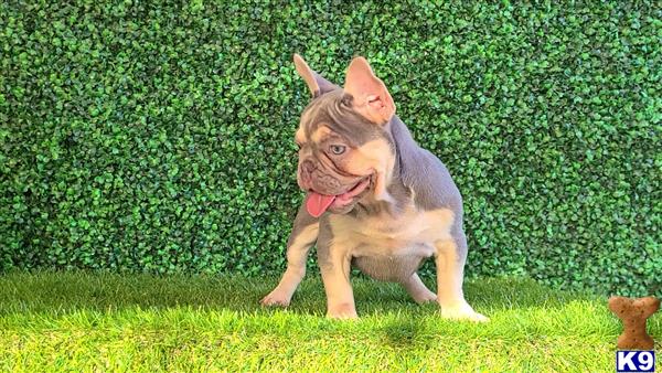 a french bulldog dog running in the grass