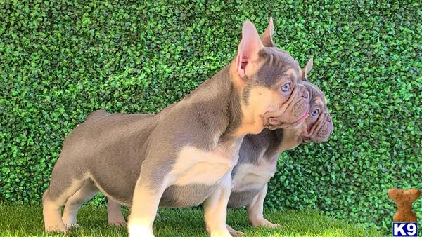 a french bulldog dog with a horse head