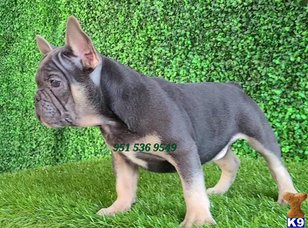 a french bulldog dog standing on grass