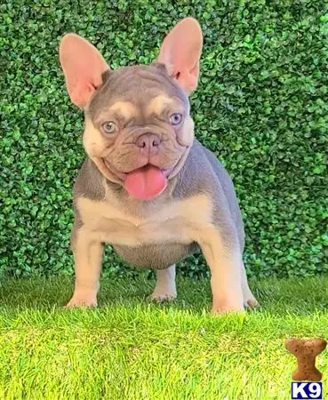 French Bulldog puppy for sale