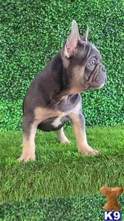 French Bulldog puppy for sale