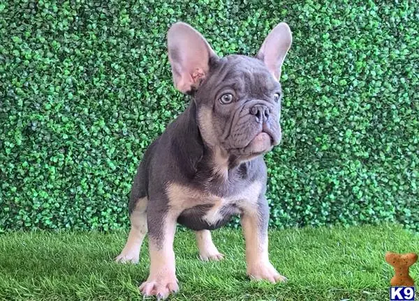 French Bulldog puppy for sale