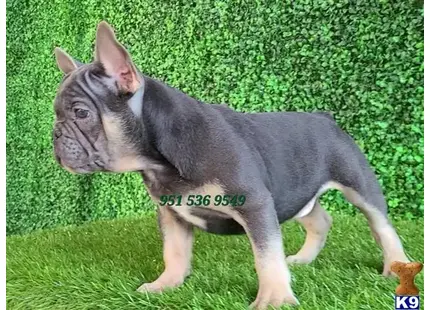 French Bulldog