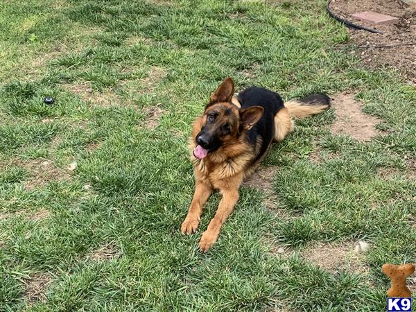 a german shepherd dog standing on grass