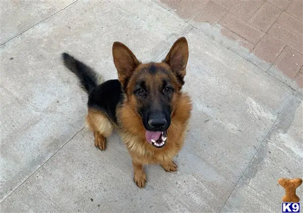 German Shepherd stud dog