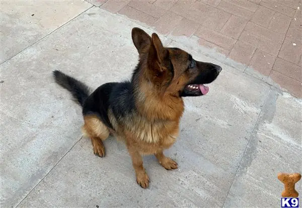 German Shepherd stud dog