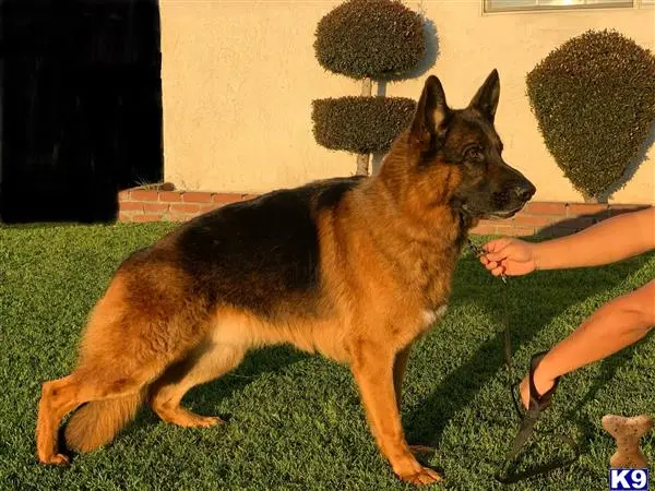 German Shepherd stud dog