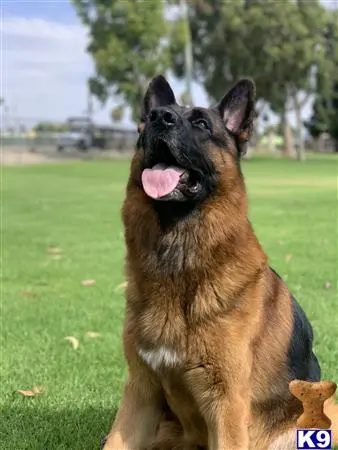 German Shepherd stud dog