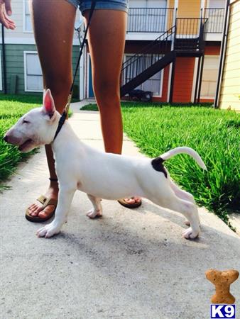 bull terrier puppy posted by luismor007