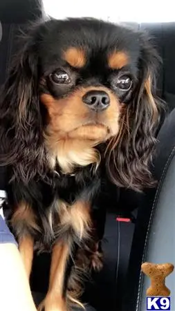 Cavalier King Charles Spaniel