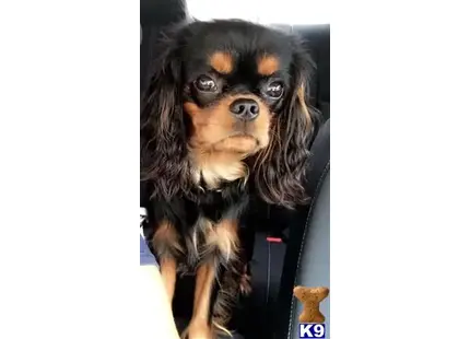 Cavalier King Charles Spaniel