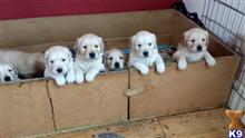 golden retriever puppy posted by luisveron954