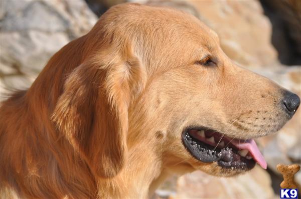 Golden Retriever stud dog