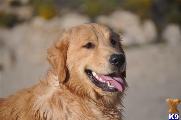 Golden Retriever stud dog