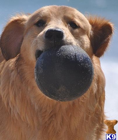 Golden Retriever stud dog