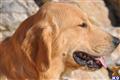 Golden Retriever stud dog: Golden Retriever with a golden coat, profile against a rocky background
