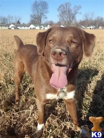 Mixed Breed stud dog