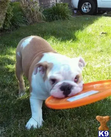 English Bulldog stud dog