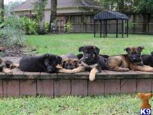 german shepherd puppy posted by lunacalvine780