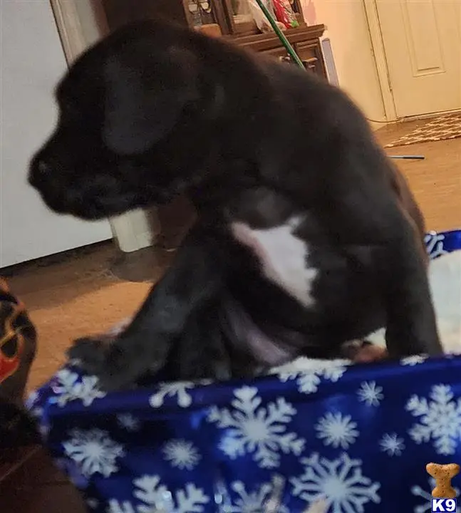 Great Dane puppy for sale