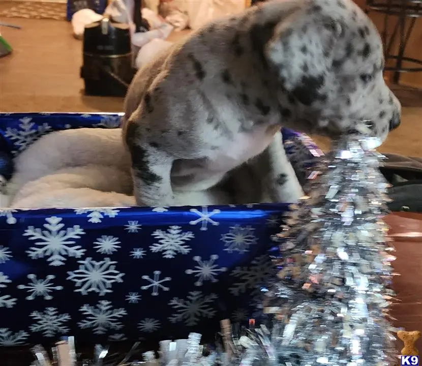 Great Dane puppy for sale