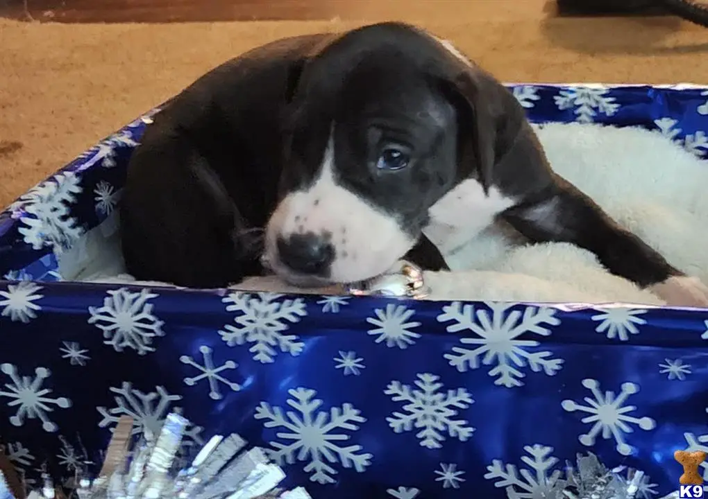 Great Dane puppy for sale