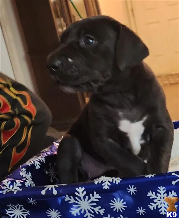 Great Dane puppy for sale