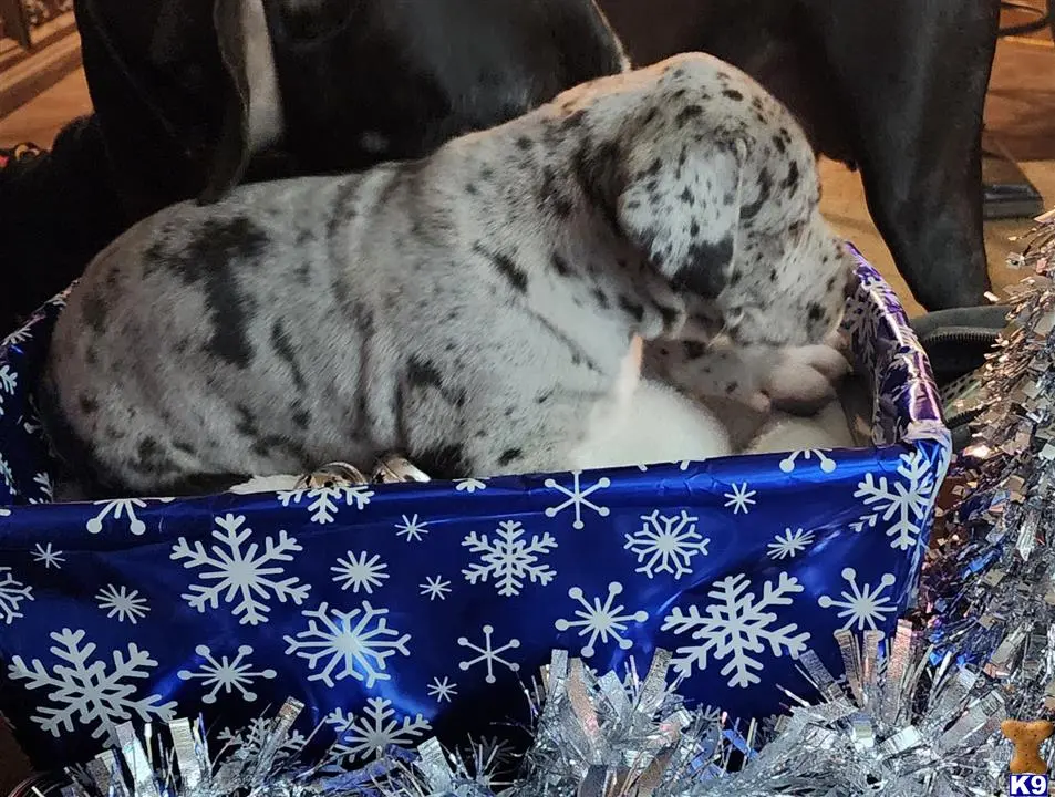 Great Dane puppy for sale