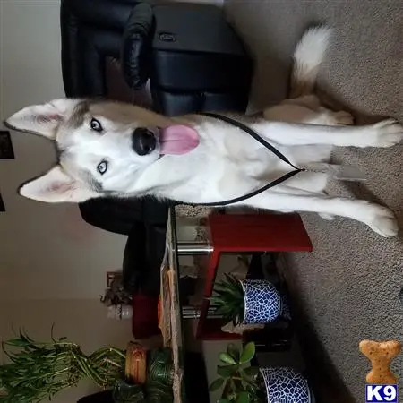 Siberian Husky female dog