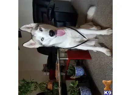 Siberian Husky