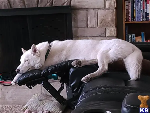 Siberian Husky female dog