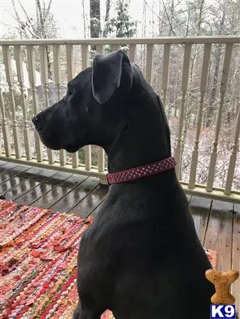 Great Dane female dog