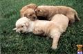 golden retriever puppy posted by lupe35
