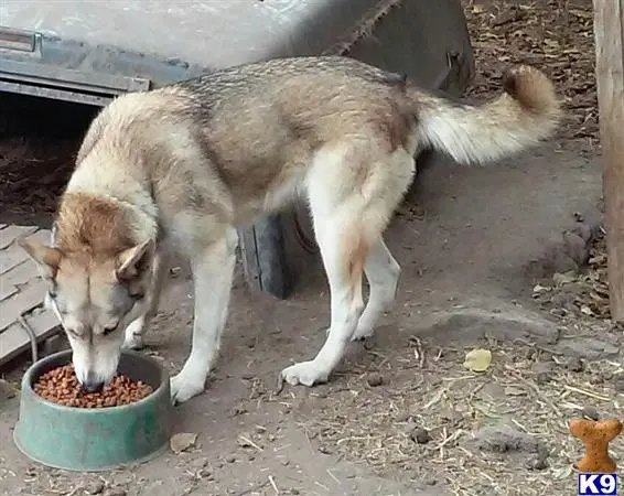 Wolf Dog female dog