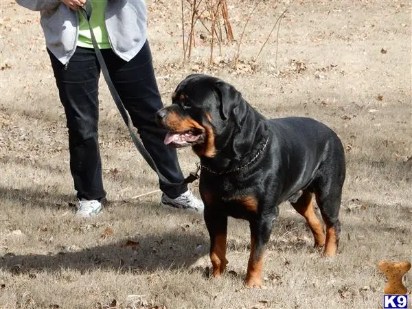 Rottweiler stud dog