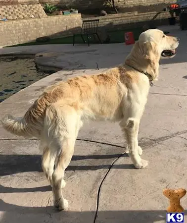 Golden Retriever stud dog