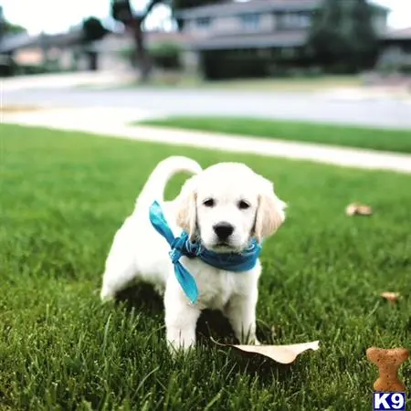 Golden Retriever stud dog