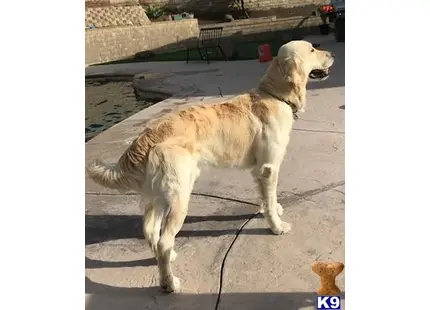 a golden retriever dog standing on a leash