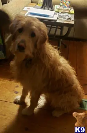 Goldendoodles stud dog