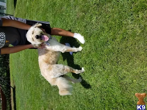 Goldendoodles stud dog